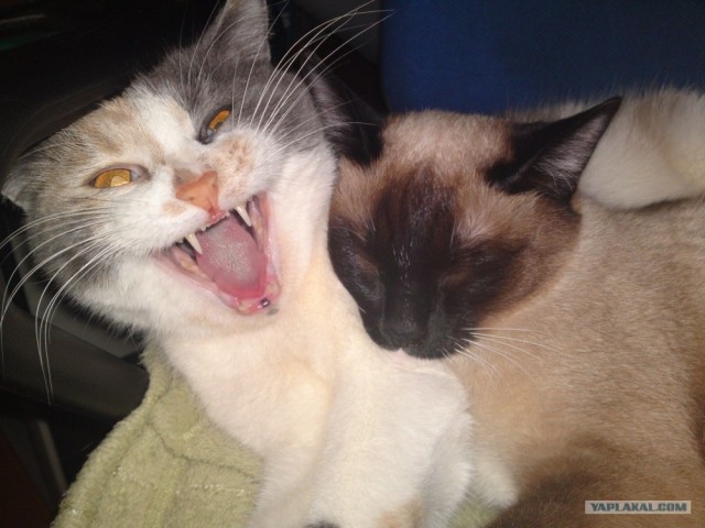 Котовторник  17.07.2012