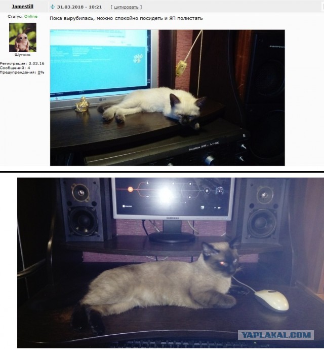 Трехцветное счастье