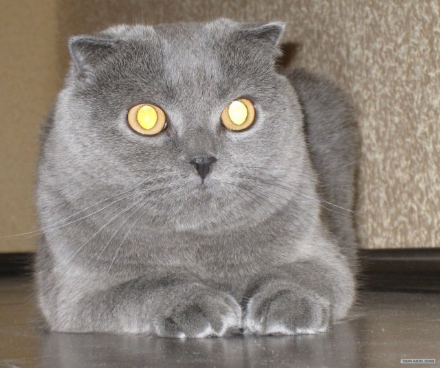 Котовторник ( 23.10. 2012. )