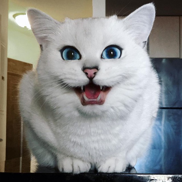 Прикольных котов пост