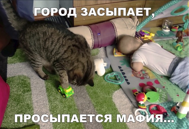 Забавные фото котеек