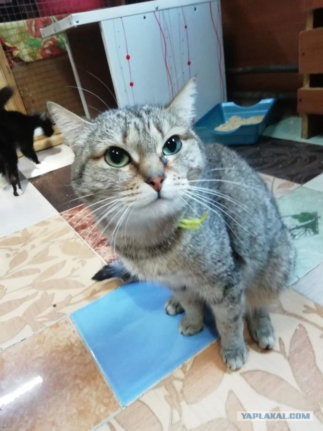 Котовторник 18.06.2019