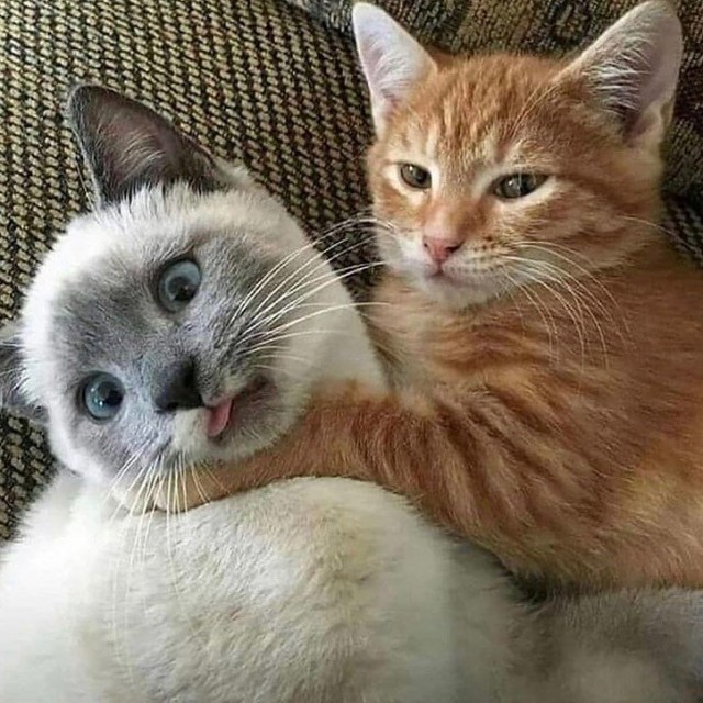 Забавные фото котеек