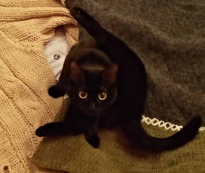 Paзнoвиднocти тьмы