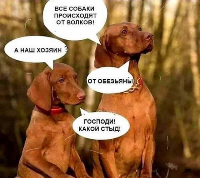 Бредзона в картинках