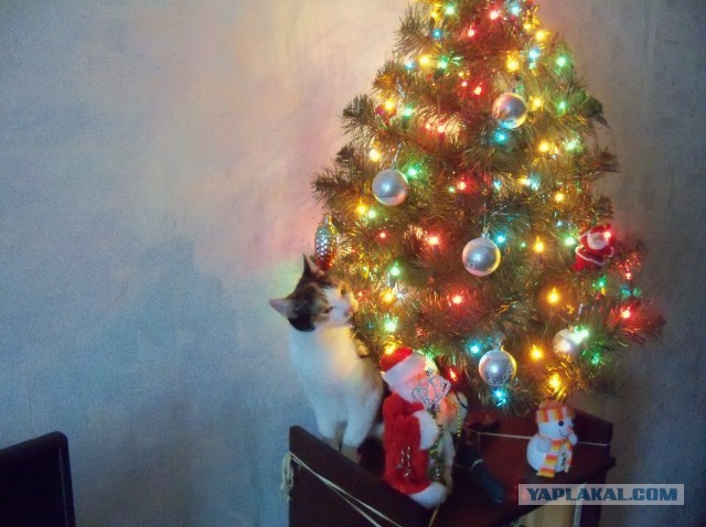 Котовторник *новогодний* 31/12/2019