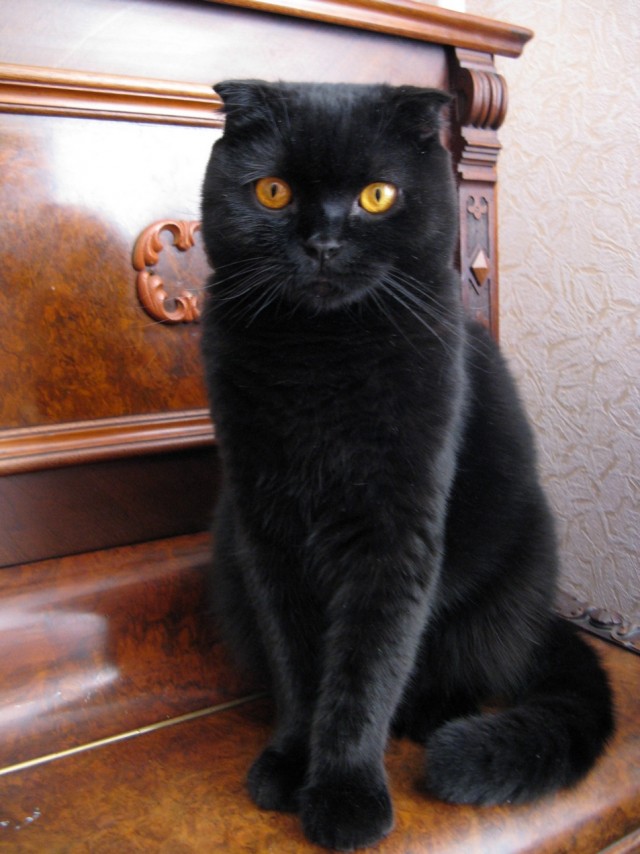 Котовторник 28.01.2020