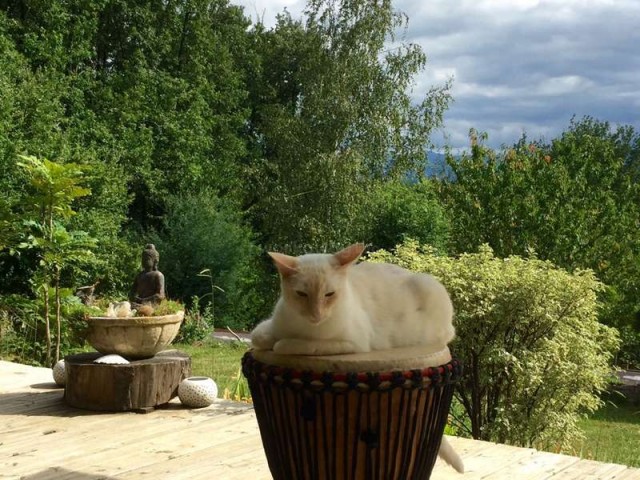 Коты-буддисты