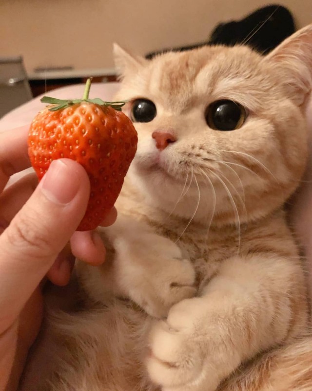 Забавные животные