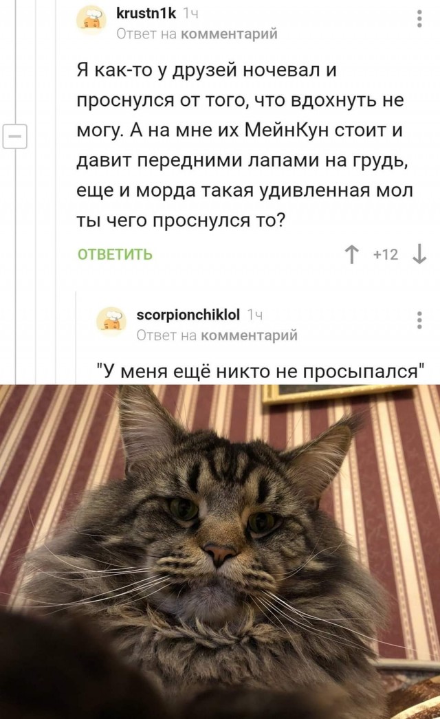 Смешные комментарии из социальных сетей 28.08.2020