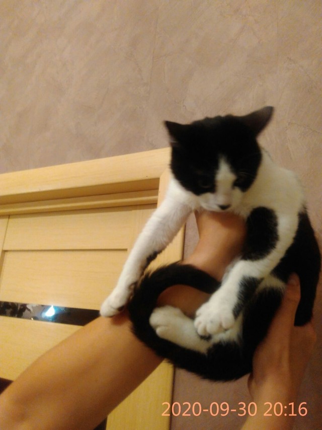 Эти забавные животные
