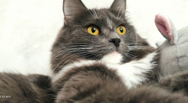 Даешь котовторник!