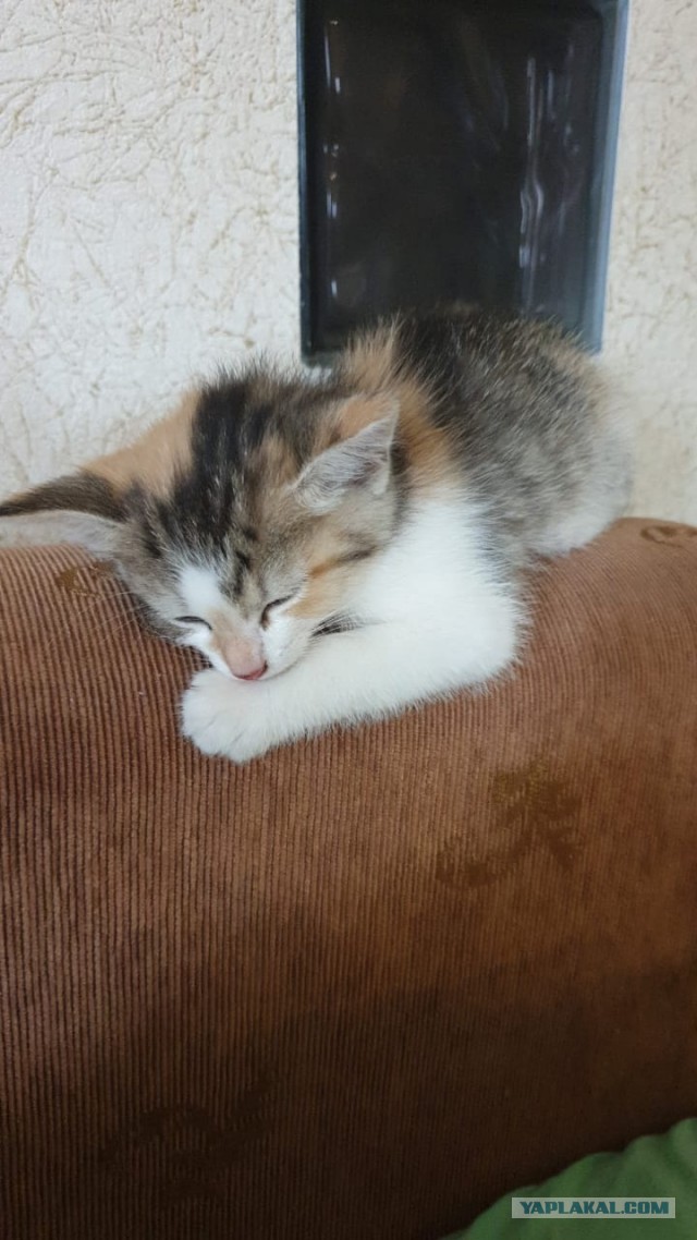 Вторник-кото