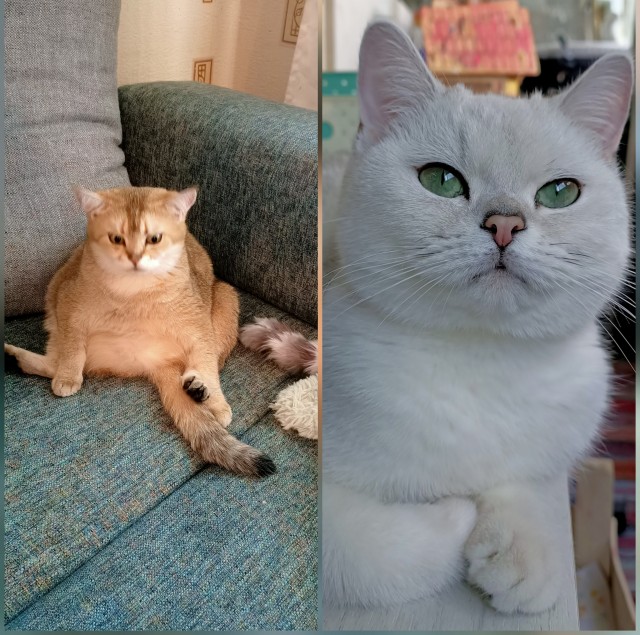 Кошка-старушка