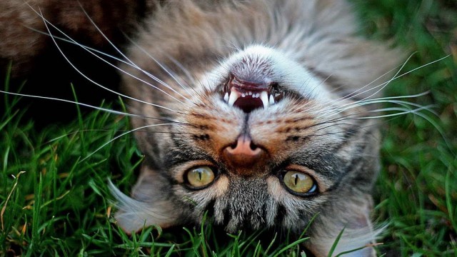 Разные котики