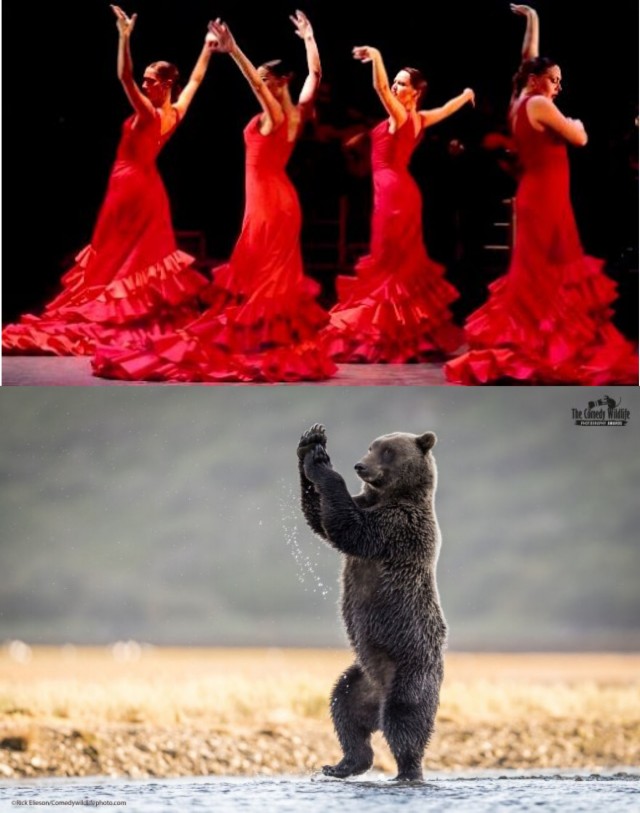 Лучшие фото конкурса Comedy Wildlife Photography Awards 2021