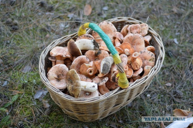 Знакомьтесь. Рыжик Владимирский