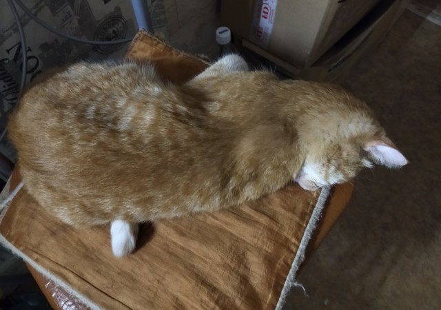 Котовторник 14.09.2021