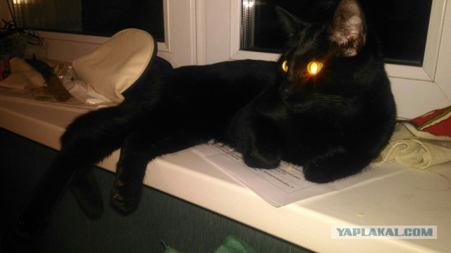 К котовторнику