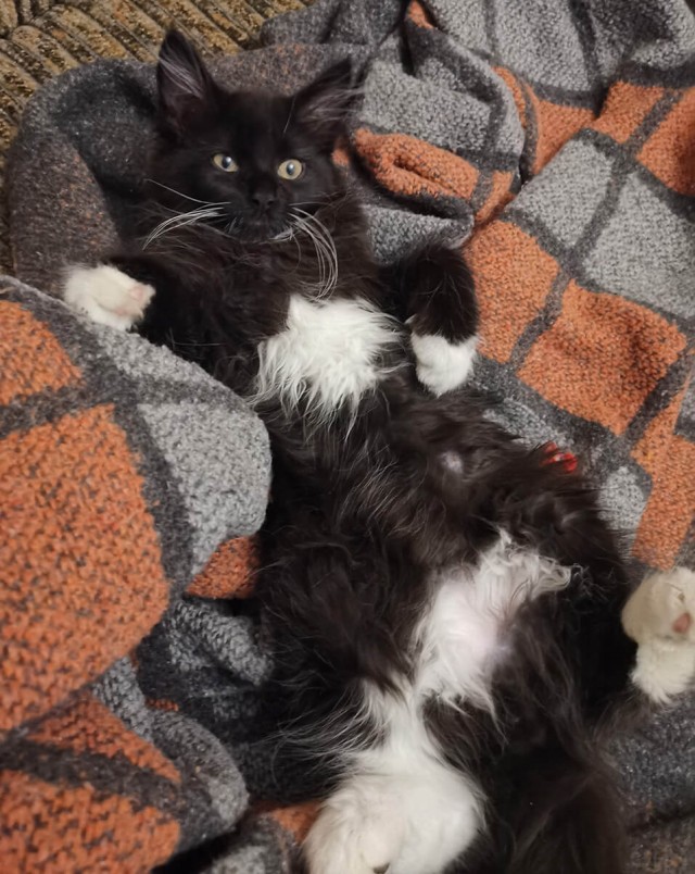 Котовторнику быть