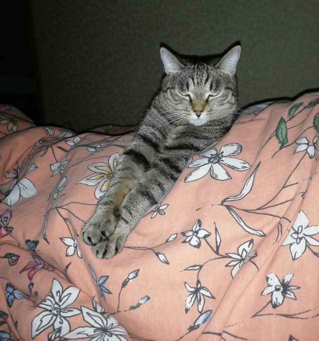 Котовторник так котовторник