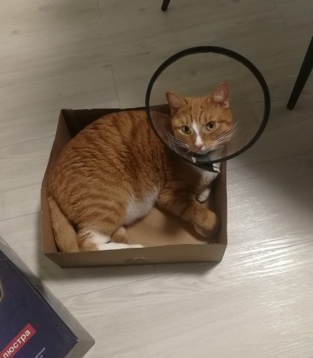 Котовторник так котовторник