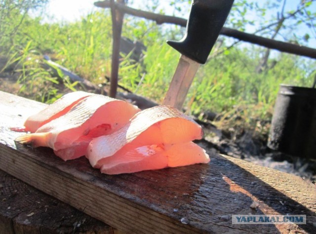 Рыба Северная, наше всё