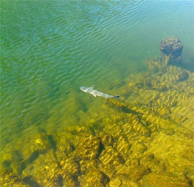 Рыба падальщик, спасшая Чёрное море
