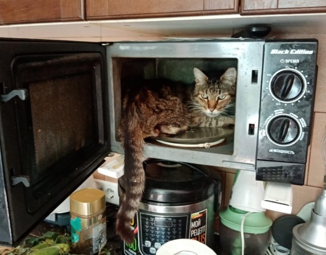 Начну котовторник чуть раньше!