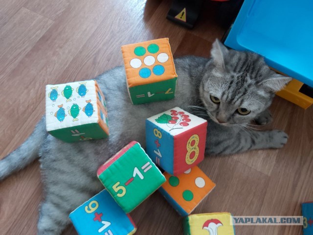 КотоФторник 23.08.22