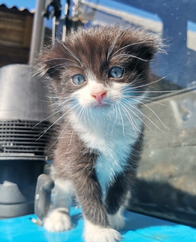 Котик