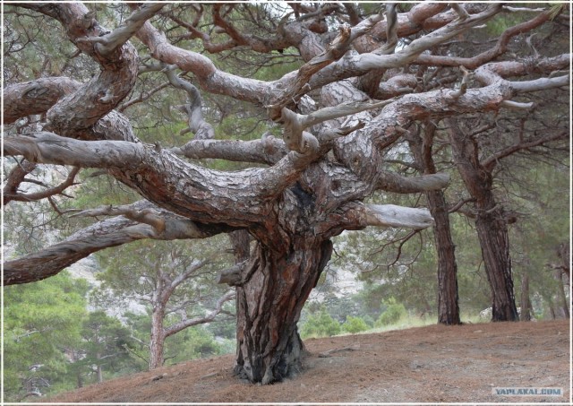 Крым. Мыс Ая. Деревья моря.