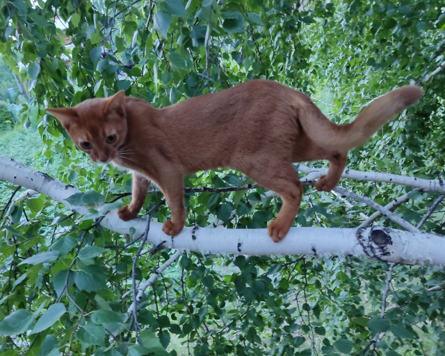 Вторник, ваши коты и кошки в студию