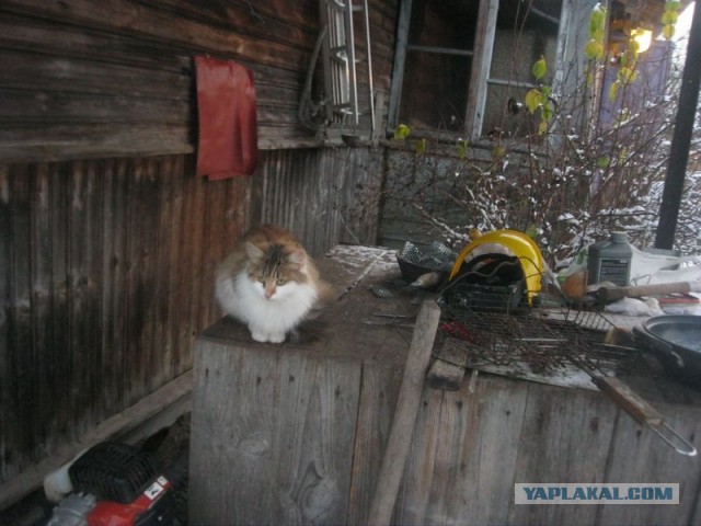 Жизнь домашнего приюта для котеек 421