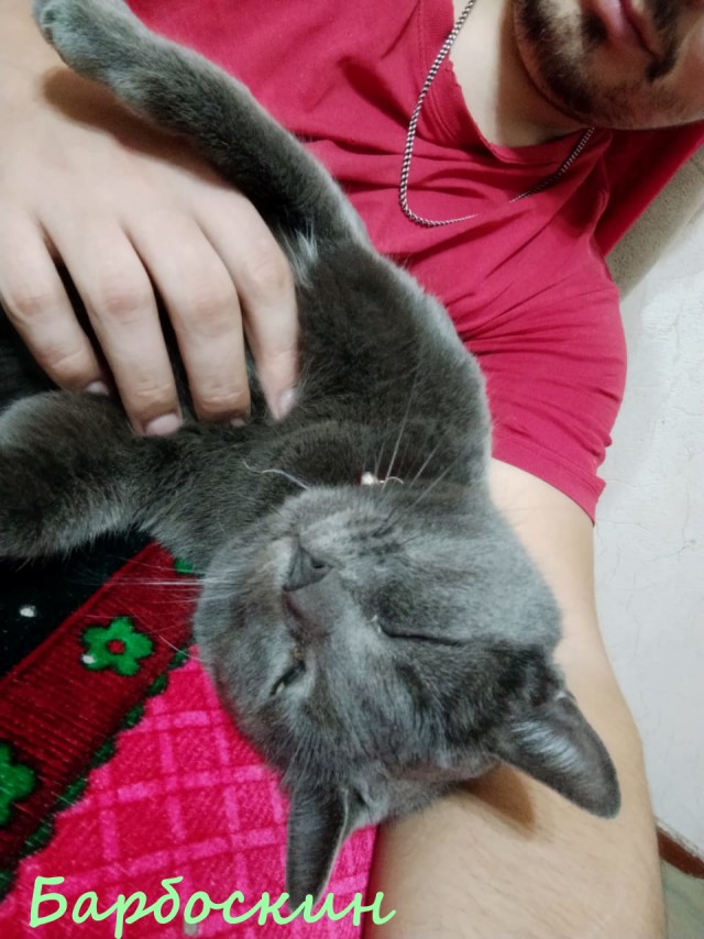 Жизнь домашнего приюта "Котоленд" 373