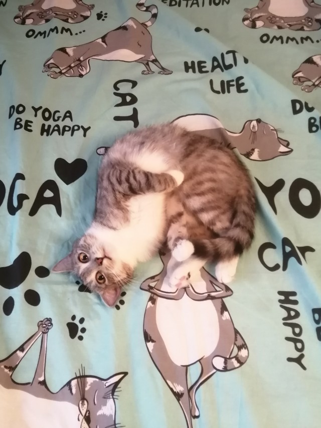 Котовторнику посвящается