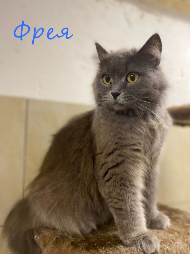 Жизнь домашнего приюта "Котоленд" 395