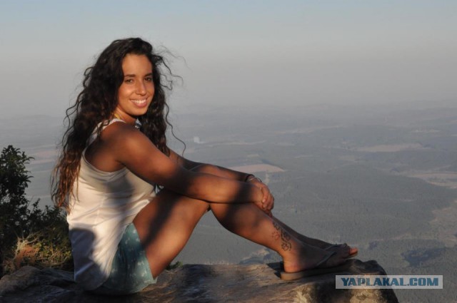 Бульдог, тигр и лев