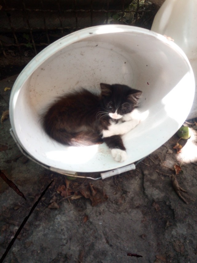Ловушки для котов