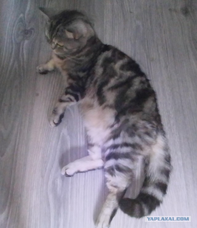 Начинаем котофторник?