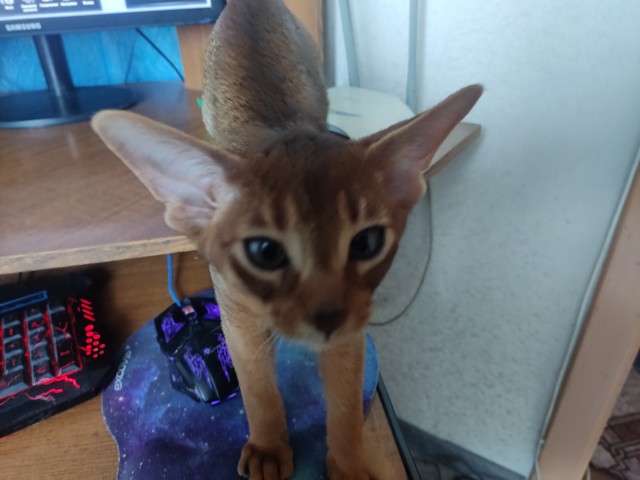 С котовторником ЯПовцы