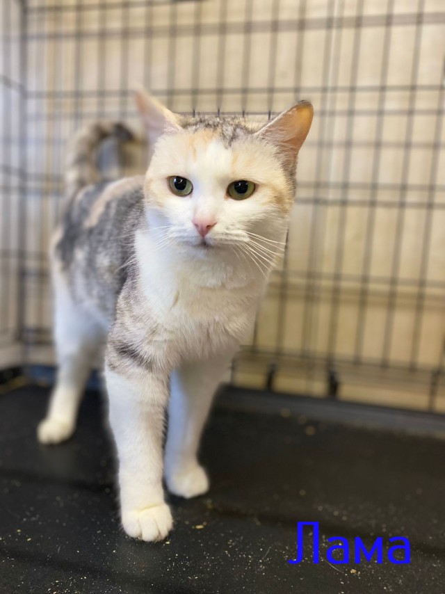 Жизнь домашнего приюта "Котоленд" 426