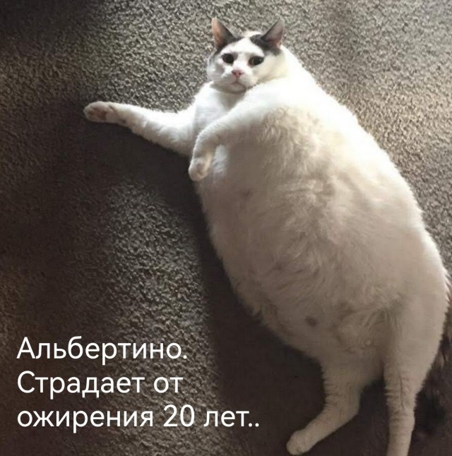 Толстый Альберт