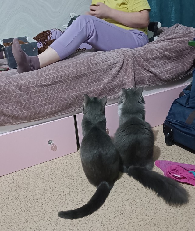 К котовторнику похвастаюсь своей красоткой