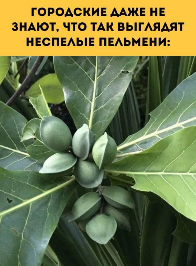 Так себе картинки 25.11.24