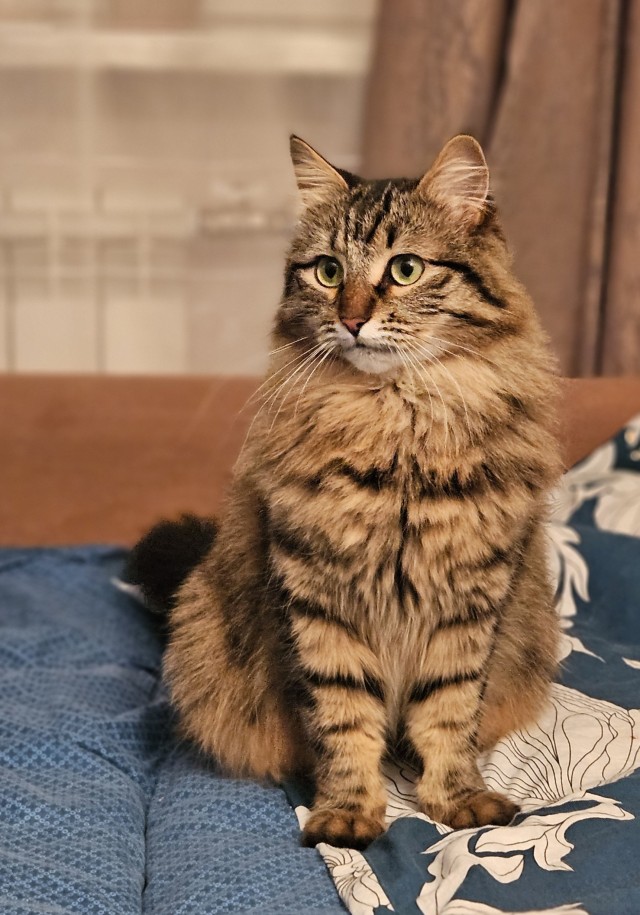 Котовторник
