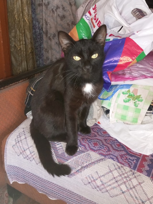 Кот с человеческим лицом.