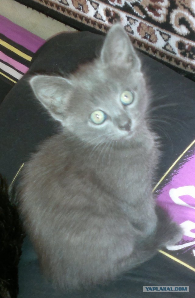 Немного о  Мейн Куне.