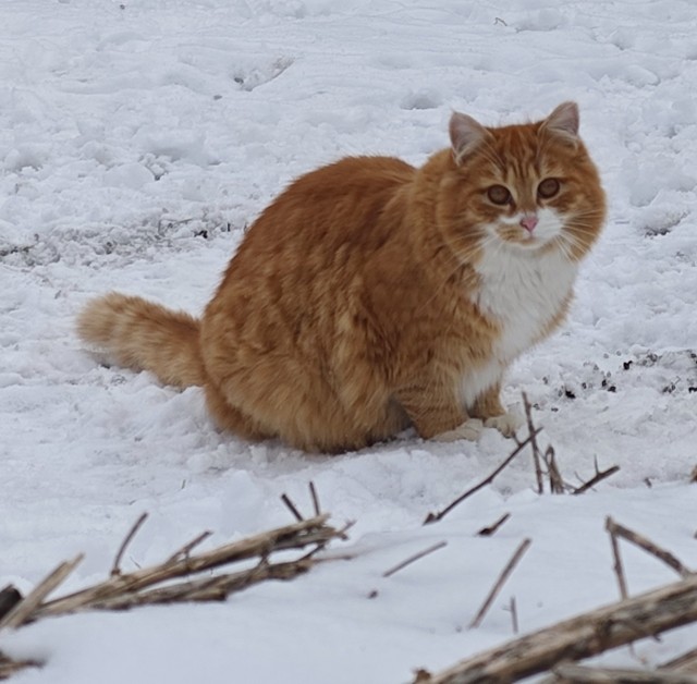 Выбрал раба