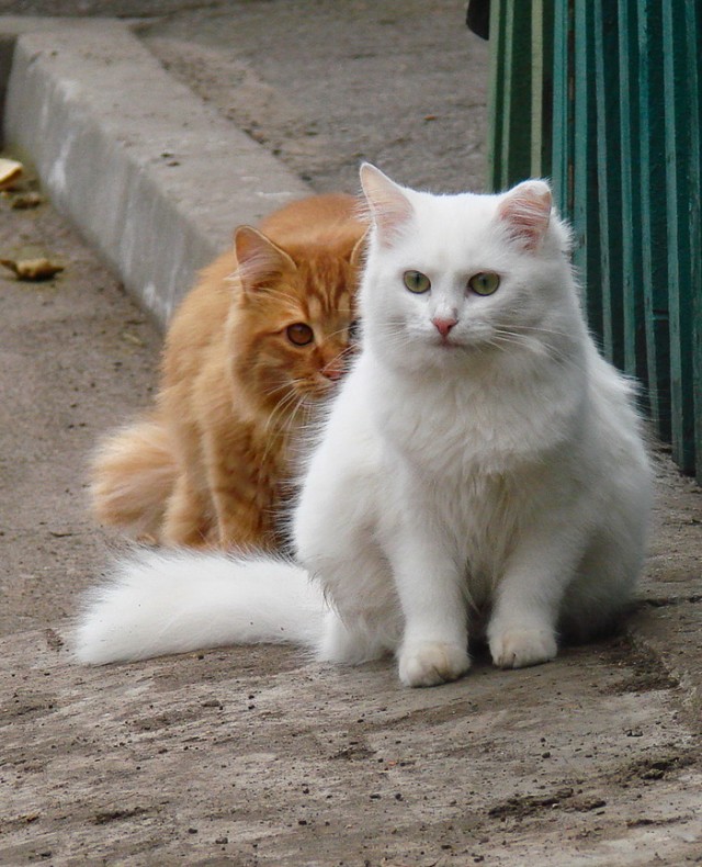 Кошачьи звезды вэбкама